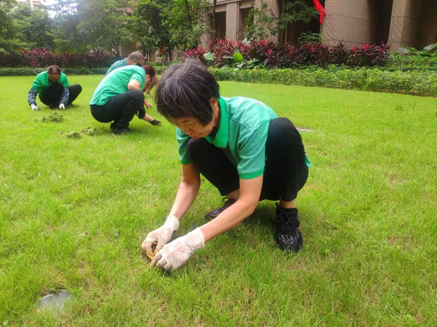 小区绿化养护草坪的养护